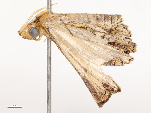  (Salia lyceus - CBG-B23324-C10)  @11 [ ] CreativeCommons - Attribution Share - Alike (2025) CBG Photography Group Centre for Biodiversity Genomics