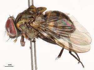  (Cyrtoneuropsis conspersa - CBG-B23324-F06)  @11 [ ] CreativeCommons - Attribution Share - Alike (2025) CBG Photography Group Centre for Biodiversity Genomics