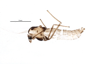  ( - BIOUG15663-C10)  @12 [ ] CreativeCommons - Attribution (2015) CBG Photography Group Centre for Biodiversity Genomics