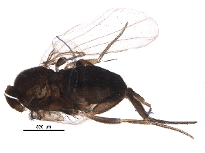  (Myrmosicarius - BIOUG25876-C06)  @13 [ ] CreativeCommons - Attribution (2016) CBG Photography Group Centre for Biodiversity Genomics