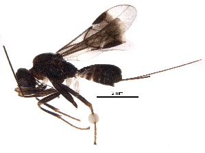  (Glyptoblacus - BIOUG26893-A01)  @14 [ ] CreativeCommons - Attribution (2016) CBG Photography Group Centre for Biodiversity Genomics