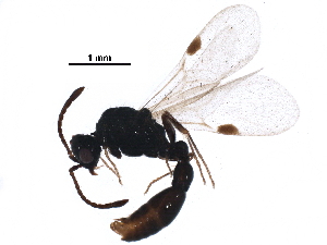  (Syscia persimilis - BIOUG25215-D02)  @14 [ ] CreativeCommons - Attribution (2016) CBG Photography Group Centre for Biodiversity Genomics