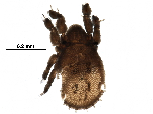  (Pheroliodidae - BIOUG28333-G08)  @11 [ ] CreativeCommons - Attribution (2016) CBG Photography Group Centre for Biodiversity Genomics