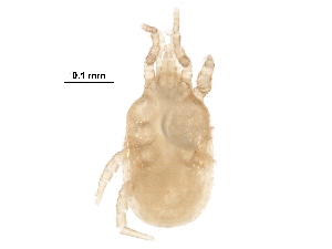  ( - BIOUG28447-C11)  @11 [ ] CreativeCommons - Attribution (2016) CBG Photography Group Centre for Biodiversity Genomics