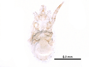  ( - BIOUG25372-E09)  @11 [ ] CreativeCommons - Attribution (2016) CBG Photography Group Centre for Biodiversity Genomics