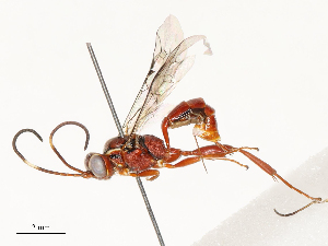  ( - CBG-A62916-E01)  @11 [ ] CreativeCommons - Attribution Share - Alike (2025) CBG Photography Group Centre for Biodiversity Genomics