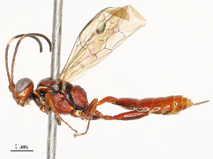  ( - CBG-A65296-B07)  @11 [ ] CreativeCommons - Attribution Share - Alike (2025) CBG Photography Group Centre for Biodiversity Genomics