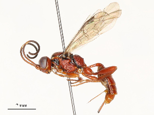  ( - CBG-A65296-E10)  @11 [ ] CreativeCommons - Attribution Share - Alike (2025) CBG Photography Group Centre for Biodiversity Genomics