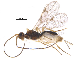  (Acanthormius - BIOUG32395-F12)  @14 [ ] CreativeCommons - Attribution (2017) CBG Photography Group Centre for Biodiversity Genomics