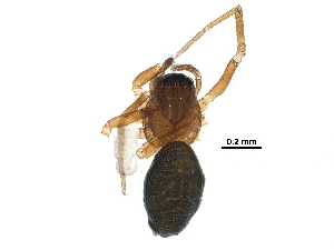  (Tybaertiella - BIOUG24284-H05)  @13 [ ] CreativeCommons - Attribution (2016) CBG Photography Group Centre for Biodiversity Genomics
