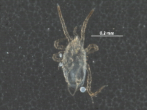  (Phytoseius sp. JCS01 - BIOUG27514-C11)  @13 [ ] CreativeCommons - Attribution (2016) CBG Photography Group Centre for Biodiversity Genomics