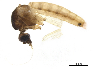  ( - BIOUG38022-C01)  @11 [ ] CreativeCommons - Attribution (2019) CBG Photography Group Centre for Biodiversity Genomics