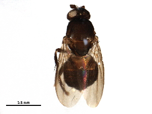  ( - BIOUG23697-E03)  @11 [ ] CreativeCommons - Attribution (2017) CBG Photography Group Centre for Biodiversity Genomics