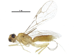  (Tetratermus - BIOUG24254-A12)  @13 [ ] CreativeCommons - Attribution (2016) CBG Photography Group Centre for Biodiversity Genomics