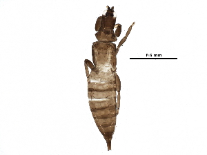  (Haplothrips globiceps - BIOUG25982-A06)  @13 [ ] CreativeCommons - Attribution (2016) CBG Photography Group Centre for Biodiversity Genomics