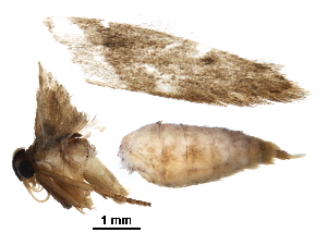  (Blastobasis catapealla - BIOUG26835-B06)  @12 [ ] CreativeCommons - Attribution (2016) CBG Photography Group Centre for Biodiversity Genomics