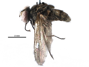  ( - BIOUG27261-E10)  @14 [ ] CreativeCommons - Attribution (2016) CBG Photography Group Centre for Biodiversity Genomics