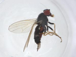  (Chamaemyia flavicornis - CBG-A12105-A10)  @11 [ ] CreativeCommons - Attribution Share - Alike (2023) Centre for Biodiversity Genomics Centre for Biodiversity Genomics