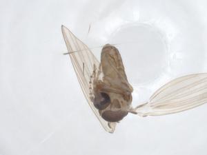  ( - CBG-A12108-C05)  @11 [ ] CreativeCommons - Attribution Share - Alike (2023) Centre for Biodiversity Genomics Centre for Biodiversity Genomics