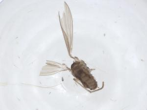  ( - CBG-A12118-C06)  @11 [ ] CreativeCommons - Attribution Share - Alike (2023) Centre for Biodiversity Genomics Centre for Biodiversity Genomics