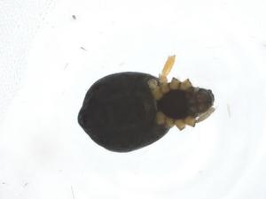  ( - CBG-A12133-H01)  @11 [ ] CreativeCommons - Attribution Share - Alike (2023) Centre for Biodiversity Genomics Centre for Biodiversity Genomics