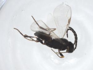  ( - CBG-A12181-D05)  @11 [ ] CreativeCommons - Attribution Share - Alike (2023) Centre for Biodiversity Genomics Centre for Biodiversity Genomics