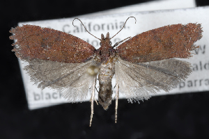  (Epinotia arctostaphylana - 2008GM-0089)  @14 [ ] Copyright (2010) Unspecified Unspecified