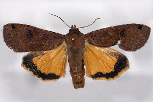  ( - 2011GM-0305)  @14 [ ] Copyright (2011) Gary McDonald Unspecified