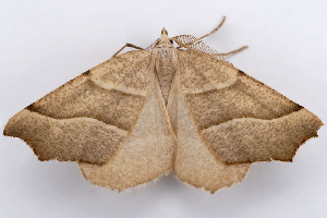  ( - 2011GM-0447)  @12 [ ] Copyright (2011) Gary McDonald Unspecified