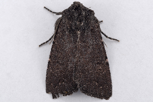  ( - 2011GM-0485)  @12 [ ] Copyright (2011) Gary McDonald Unspecified