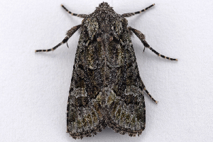  ( - 2011GM-0861)  @13 [ ] Copyright (2011) Gary McDonald Unspecified