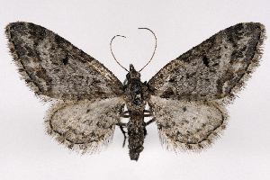  (Eupithecia rotundopuncta - 2012GM-0133)  @15 [ ] CreativeCommons - Attribution Non-Commercial Share-Alike (2012) Gary McDonald Unspecified