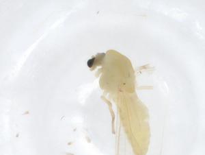  ( - CBG-A18167-G08)  @11 [ ] CreativeCommons - Attribution Share - Alike (2023) Centre for Biodiversity Genomics Centre for Biodiversity Genomics