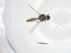  ( - CBG-A18173-E08)  @11 [ ] CreativeCommons - Attribution Share - Alike (2023) Centre for Biodiversity Genomics Centre for Biodiversity Genomics