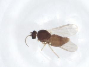  ( - CBG-A18175-C04)  @11 [ ] CreativeCommons - Attribution Share - Alike (2023) Centre for Biodiversity Genomics Centre for Biodiversity Genomics