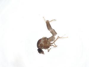  (Dasyhelea sp. 9 - CBG-A18181-H01)  @11 [ ] CreativeCommons - Attribution Share - Alike (2023) Centre for Biodiversity Genomics Centre for Biodiversity Genomics