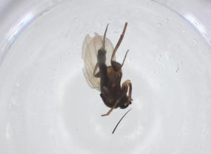  ( - CBG-A17600-D02)  @11 [ ] CreativeCommons - Attribution Share - Alike (2023) Centre for Biodiversity Genomics Centre for Biodiversity Genomics