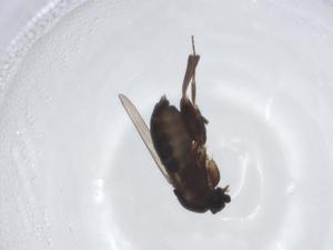  ( - CBG-A17631-D08)  @11 [ ] CreativeCommons - Attribution Share - Alike (2023) Centre for Biodiversity Genomics Centre for Biodiversity Genomics