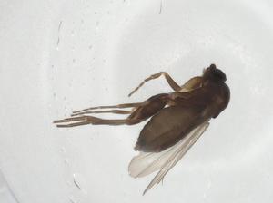  ( - CBG-A17634-G04)  @11 [ ] CreativeCommons - Attribution Share - Alike (2023) Centre for Biodiversity Genomics Centre for Biodiversity Genomics