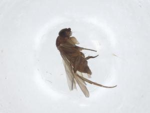  ( - CBG-A18216-D08)  @11 [ ] CreativeCommons - Attribution Share - Alike (2023) Centre for Biodiversity Genomics Centre for Biodiversity Genomics