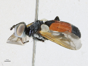  ( - CBG-A21649-C03)  @11 [ ] CreativeCommons - Attribution Share-Alike (2023) CBG Photography Group Centre for Biodiversity Genomics