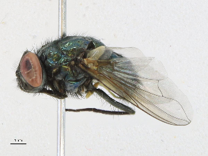  ( - CBG-A21649-G03)  @11 [ ] CreativeCommons - Attribution Share-Alike (2023) CBG Photography Group Centre for Biodiversity Genomics