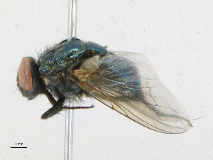  ( - CBG-A21649-G05)  @11 [ ] CreativeCommons - Attribution Share-Alike (2023) CBG Photography Group Centre for Biodiversity Genomics