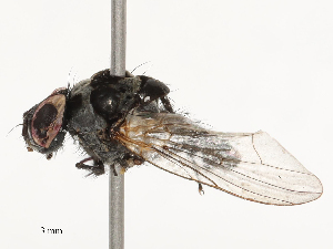  ( - CBG-B01517-B04)  @11 [ ] CreativeCommons - Attribution Share - Alike (2025) CBG Photography Group Centre for Biodiversity Genomics