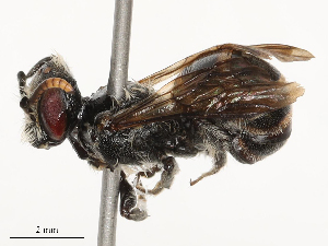  ( - CBG-B01517-B06)  @11 [ ] CreativeCommons - Attribution Share - Alike (2025) CBG Photography Group Centre for Biodiversity Genomics