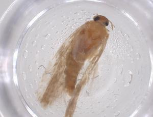  ( - CBG-B01556-G09)  @11 [ ] CreativeCommons - Attribution Share - Alike (2025) Centre for Biodiversity Genomics Centre for Biodiversity Genomics