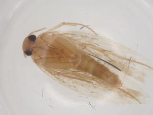  ( - CBG-B01557-B10)  @11 [ ] CreativeCommons - Attribution Share - Alike (2025) Centre for Biodiversity Genomics Centre for Biodiversity Genomics