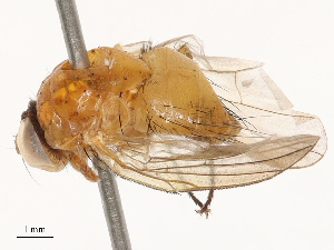  ( - CBG-B01646-G10)  @11 [ ] CreativeCommons - Attribution Share - Alike (2025) CBG Photography Group Centre for Biodiversity Genomics