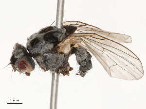  ( - CBG-B01646-H08)  @11 [ ] CreativeCommons - Attribution Share - Alike (2025) CBG Photography Group Centre for Biodiversity Genomics