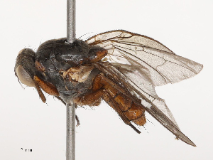  ( - CBG-B01652-A02)  @11 [ ] CreativeCommons - Attribution Share - Alike (2025) CBG Photography Group Centre for Biodiversity Genomics